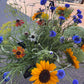 Verse seizoensbloemen