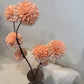 PomPom Branch Big