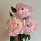 Fresh seasonal flowers