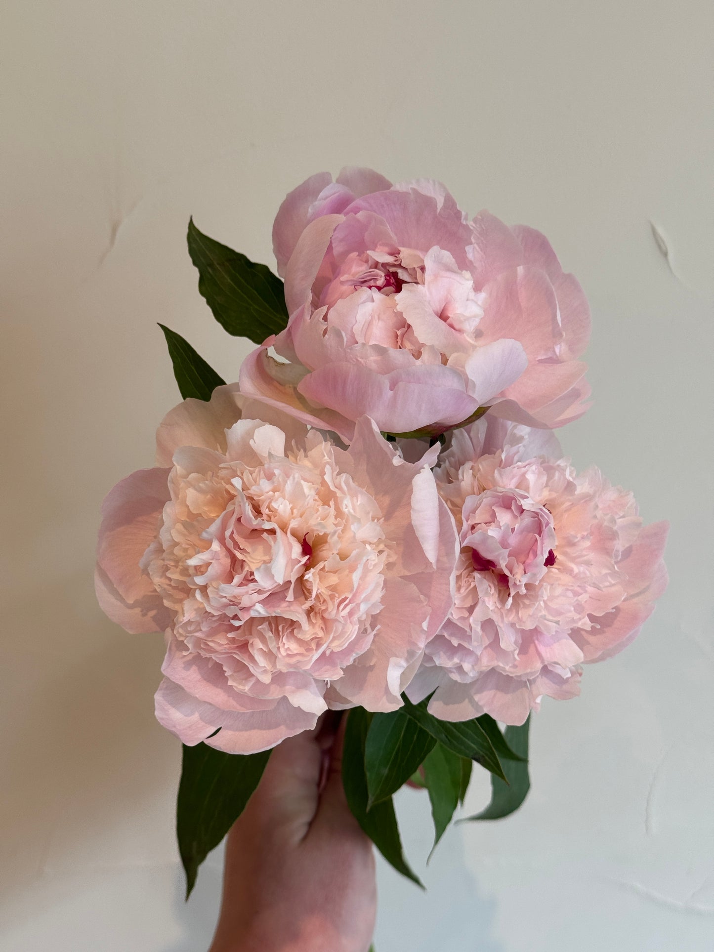 Fresh seasonal flowers