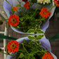 Verse seizoensbloemen