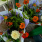 Verse seizoensbloemen