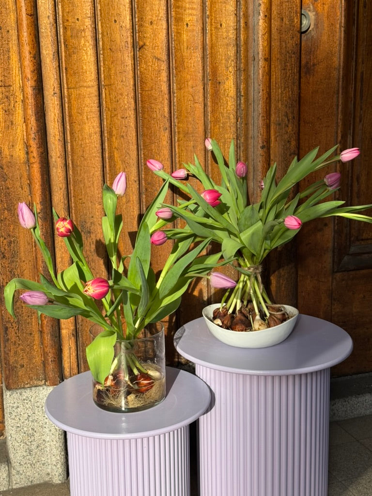 tulpen op bol gekweekt door biologische tulpen kweker Jordi. Nu verkrijgbaar in Utrecht